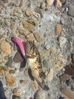 クロソイの釣果