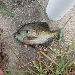 ブルーギル