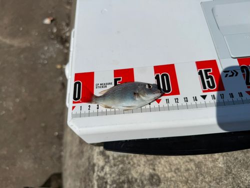 チャリコの釣果