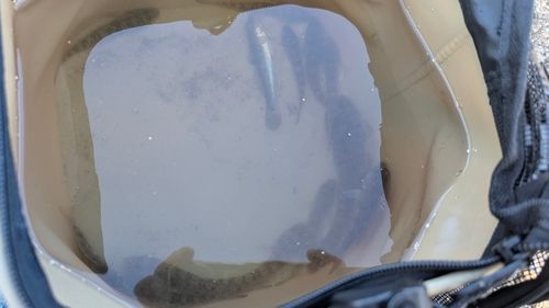 ハゼの釣果