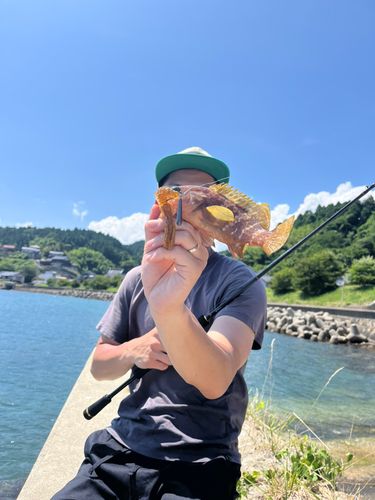 キジハタの釣果