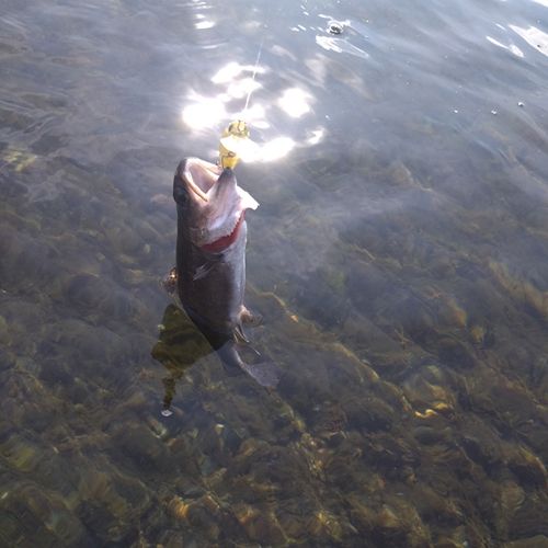 ニジマスの釣果