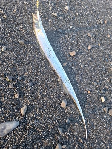 タチウオの釣果