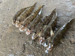 マハゼの釣果