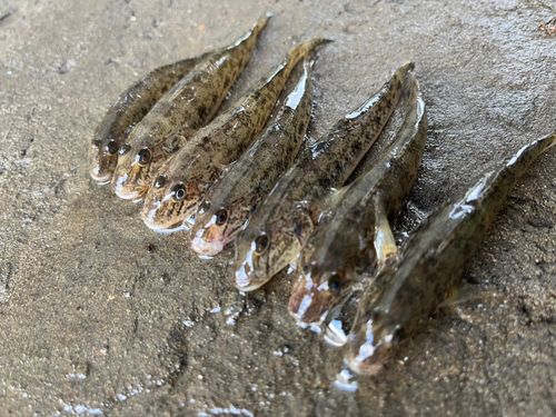 マハゼの釣果