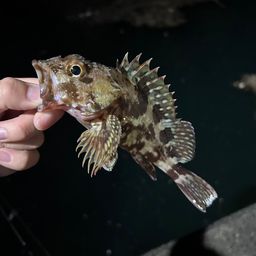 ガシラ