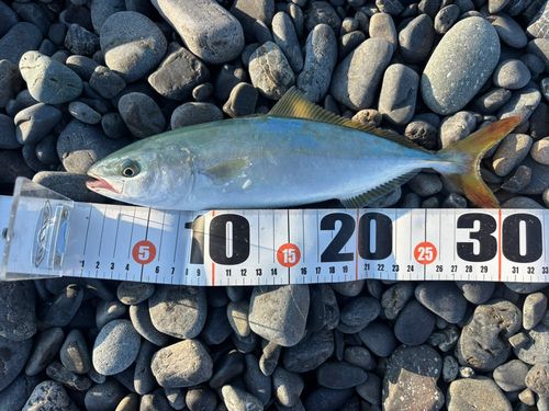 ワカシの釣果