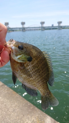 ブルーギルの釣果