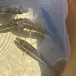 アジ