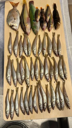 チヌの釣果