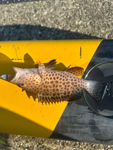 オオモンハタの釣果