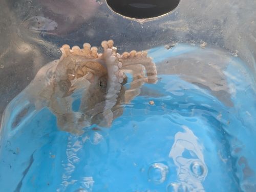 タコの釣果
