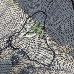 スモールマウスバス