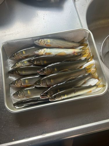 アユの釣果
