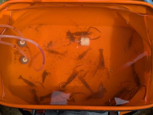 テナガエビの釣果