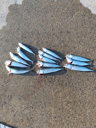 サバの釣果