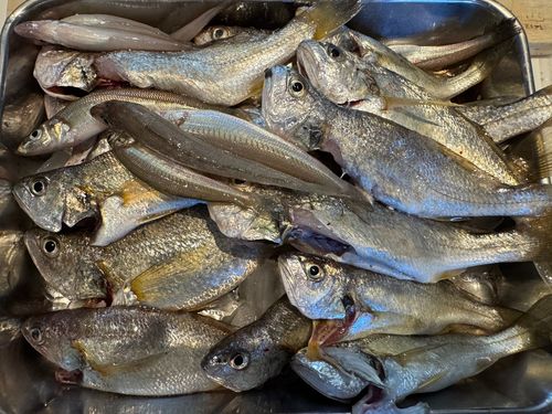 イシモチの釣果