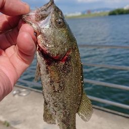 ラージマウスバス