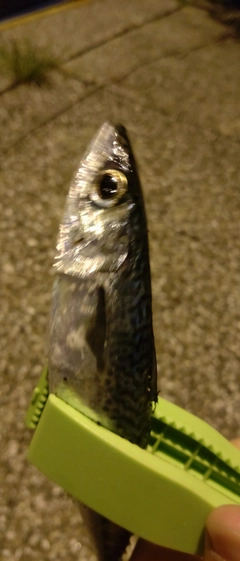 サバの釣果
