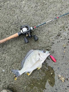 キビレの釣果