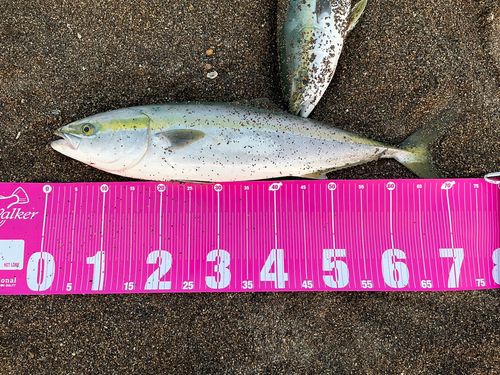 ワラサの釣果
