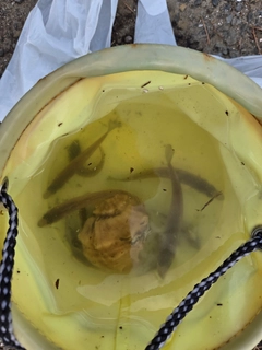 シロギスの釣果