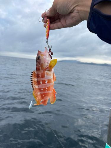 アカハタの釣果
