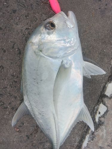 ロウニンアジの釣果