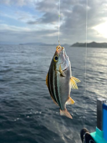 イサキの釣果
