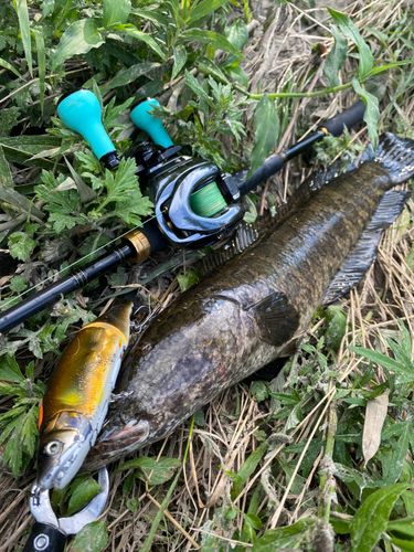 ライギョの釣果