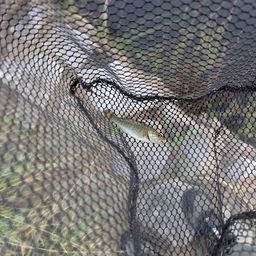 スモールマウスバス