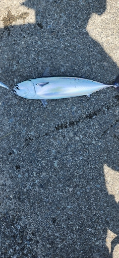 ソウダガツオの釣果