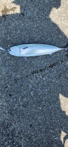 ソウダガツオの釣果