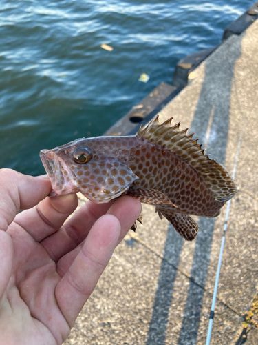 オオモンハタの釣果