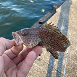 オオモンハタ