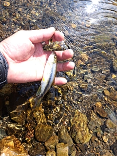 カワムツの釣果