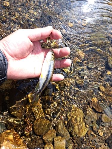 カワムツの釣果
