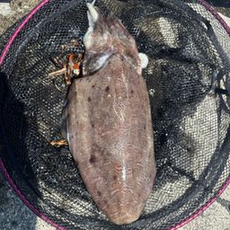 モンゴウイカ