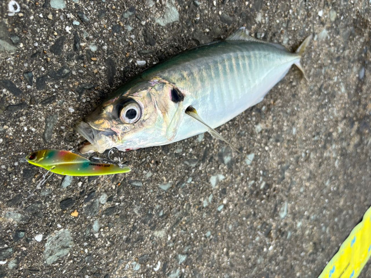 アジ