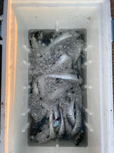 サバの釣果