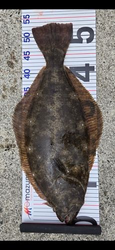 ヒラメの釣果