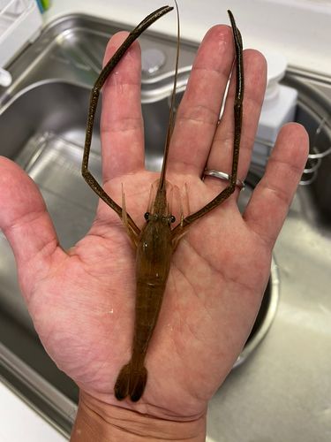 テナガエビの釣果