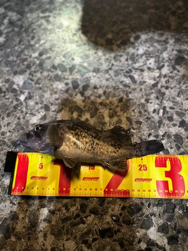ソイの釣果
