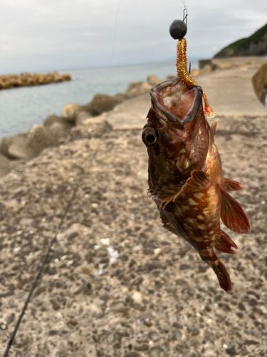 アラカブの釣果