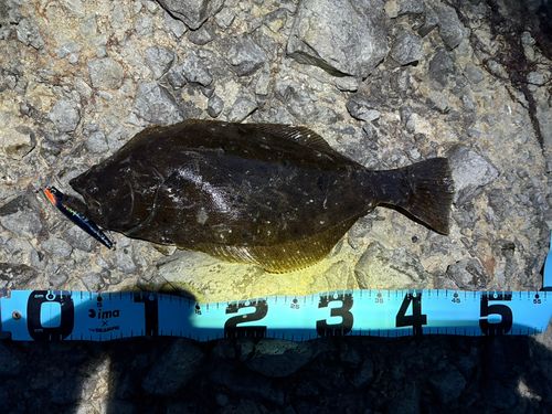 ヒラメの釣果