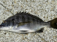 キビレの釣果