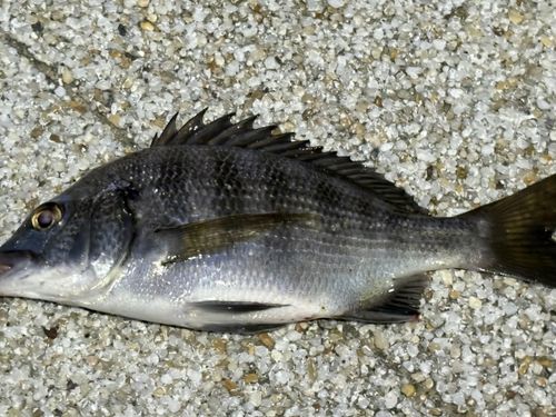 キビレの釣果
