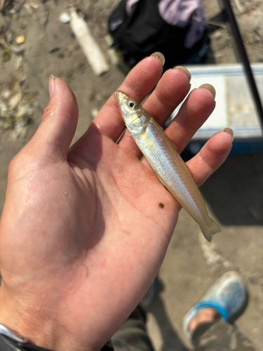 シロギスの釣果