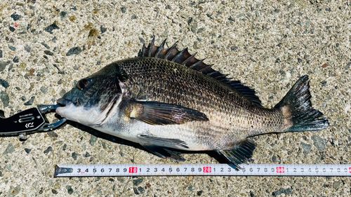 チヌの釣果