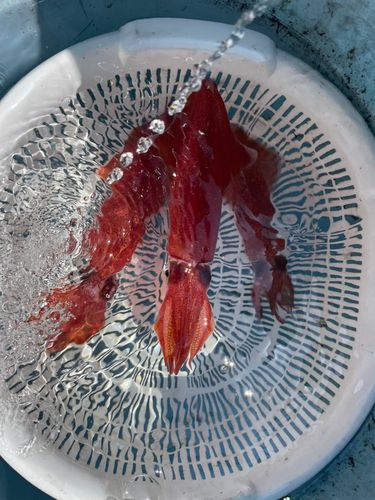 マルイカの釣果